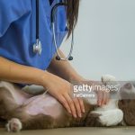 Pet CPR and First Aid: Furry First Responders Course